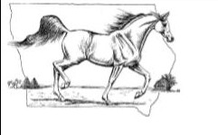 arab horse symbol
